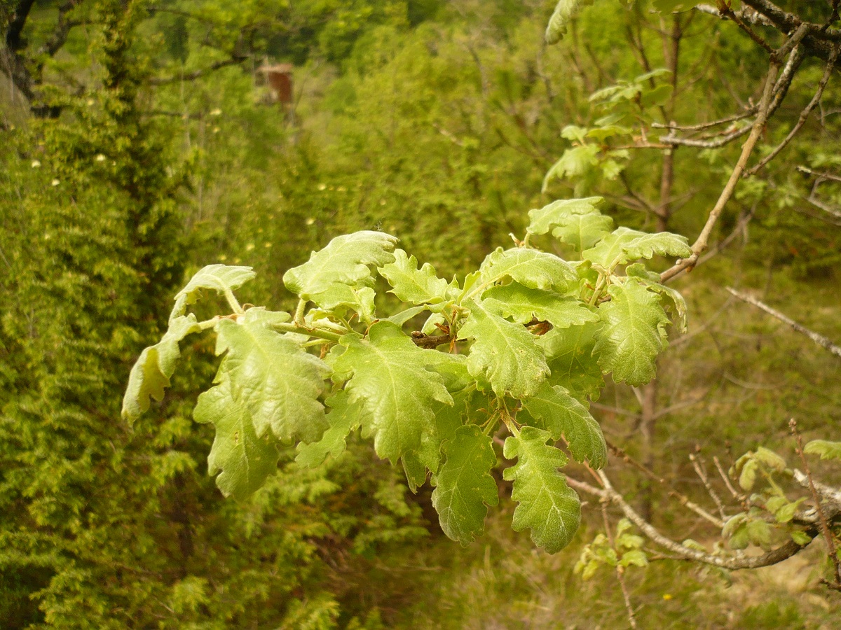 Quercus pyrenaica (Fagaceae)